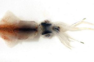 Squid-firefly, ő is csillogó japán tintahal